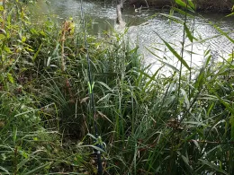 Feldhofer Altwasser-1