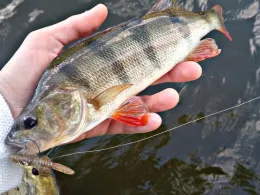 Burgsee (Schwerin)-1