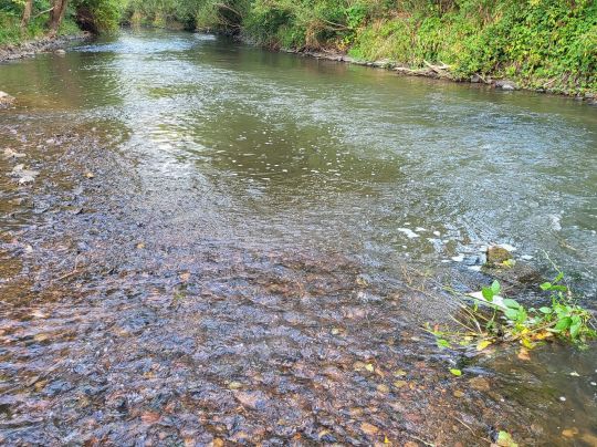 Kinzig (Biebergemünd)-4