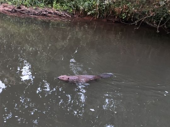 Kinzig (Biebergemünd)-2