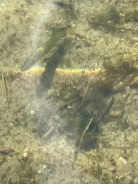 Kiesgrube Löberitz-3