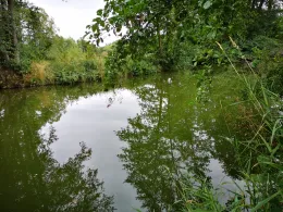 Itz (Unterwohlsbach)-1