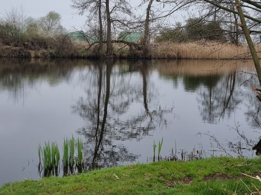 Krummer See (Bodemar)-4