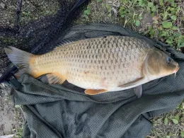 Wiesendorfer Weiher (Rain)