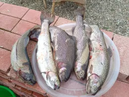 Fischteich (Wismar-Kluß)