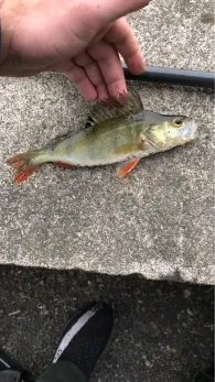 Juessee (Herzberg am Harz)-4