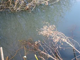 Forellenzucht Itjen-4