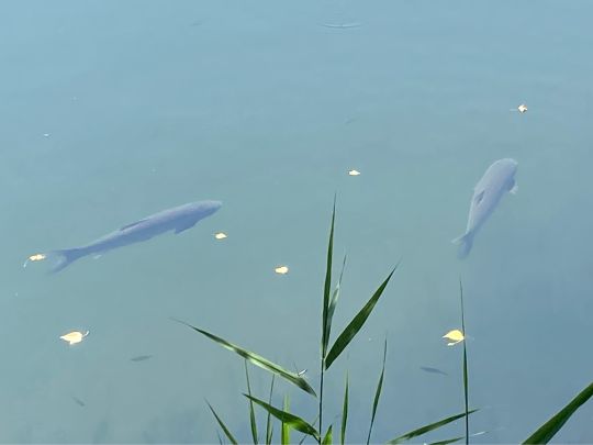 Rotes Meer (Großzössen)-1