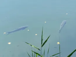 Rotes Meer (Großzössen)-1