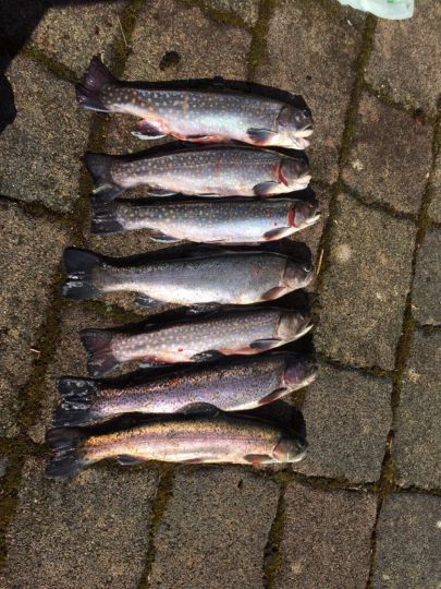 Forellenhof Trauntal-3