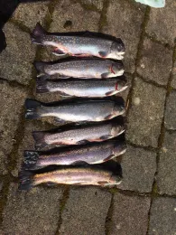 Forellenhof Trauntal-3