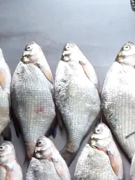 Weddelsee (Medebach)-1