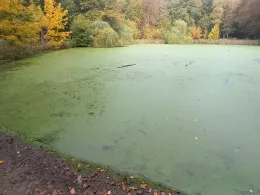 Salz-Teich (Bad Oldesloe)-3