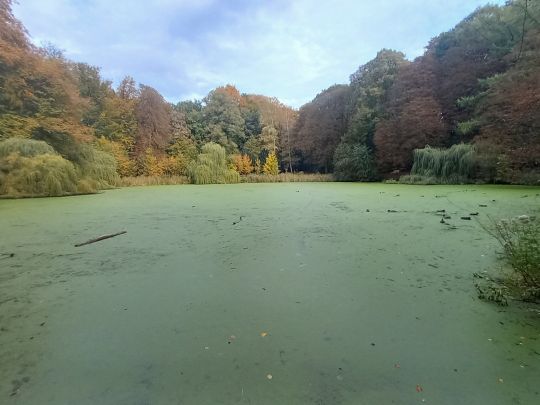 Salz-Teich (Bad Oldesloe)-1