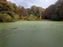 Salz-Teich (Bad Oldesloe)-2