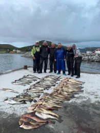 Drevflesleia (Værøya)-1