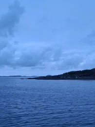 Drevflesleia (Værøya)-3