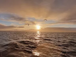 Drevflesleia (Værøya)-4