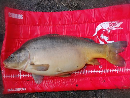 Braunsteich (Weißwasser)-2