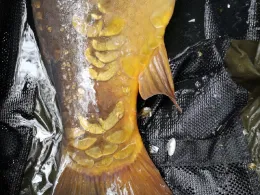 Braunsteich (Weißwasser)-1