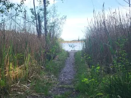 Braunsteich (Weißwasser)-4