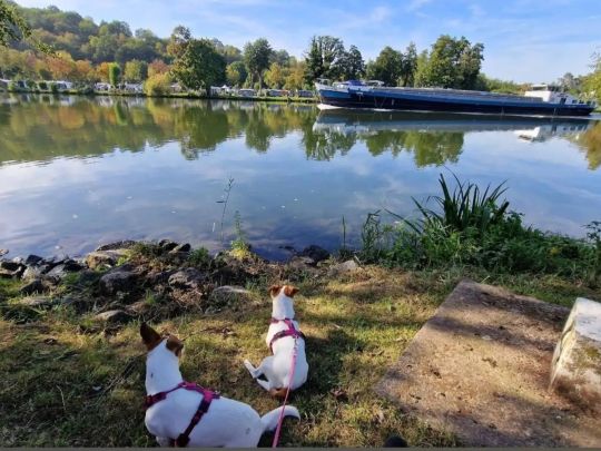 Main (Klingenberg am Main)-3