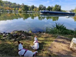 Main (Klingenberg am Main)-3