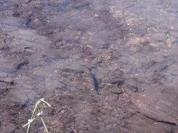 Preßnitz (Steinbach)