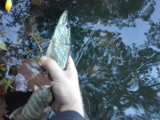 Alte Saar (Saarlouis)-2