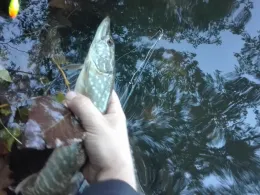 Alte Saar (Saarlouis)-2