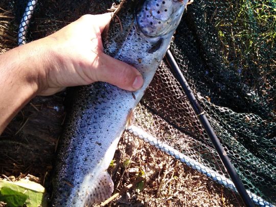 Angelsee Sommerkahl-1