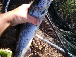 Angelsee Sommerkahl-1