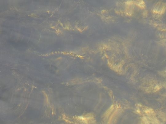 Weißer See (Böhmerheide) angeln