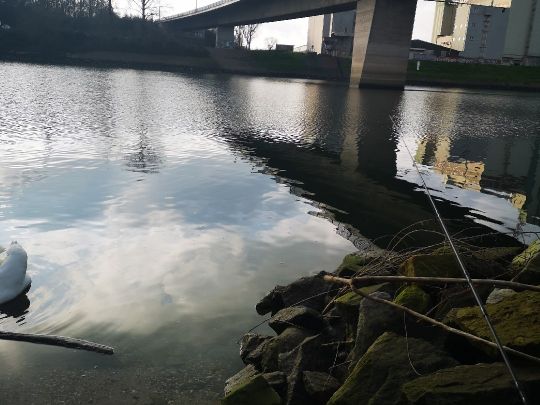 Mannheimer Altrhein / Bonadieshafen
