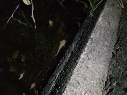 Entenfang (Duisburg)