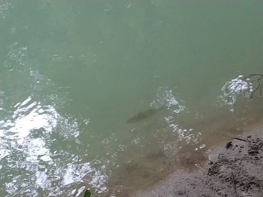 Freilassinger Mühlbach-3