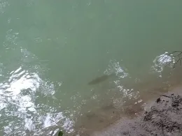 Freilassinger Mühlbach-3