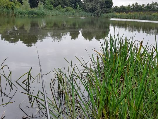 Teich an der Lerchenbreite angeln