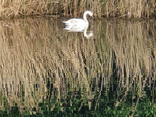 ReMa See Schöningen -1