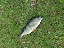 Lac Esch-sur-Sûre (Obersauer-Stausee)-2