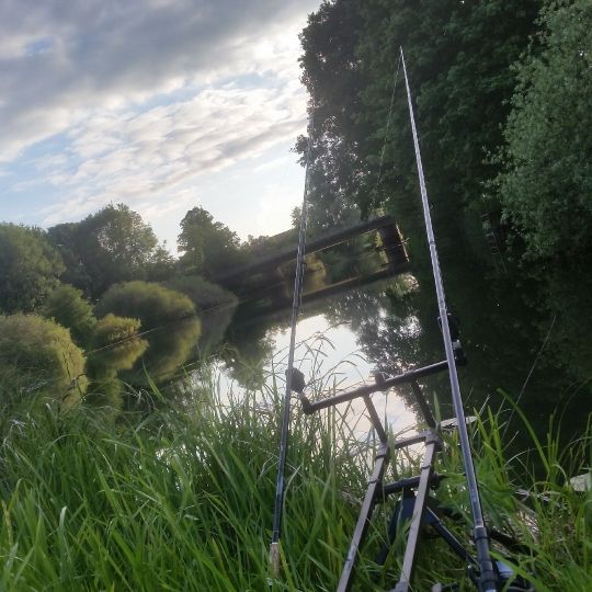 Alte Leine (Ahlden) angeln