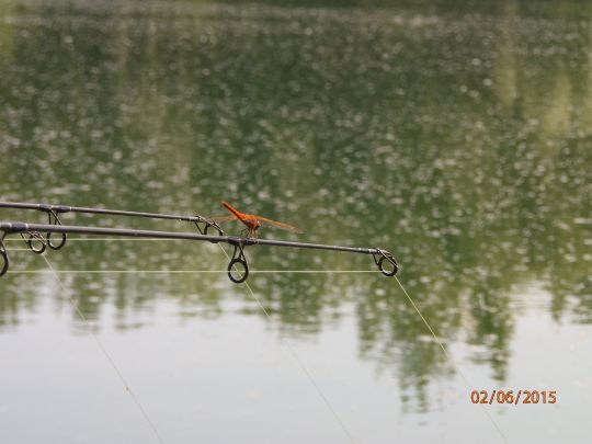 Maierteich (Gosdorf)-1