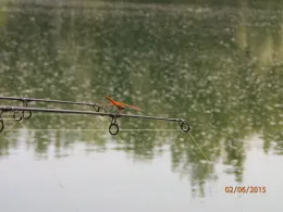 Maierteich (Gosdorf)-1