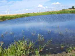 Wehl 1 und 2 (Westerdeichstrich)