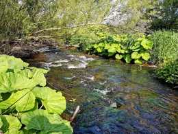 Oder (Hattorf/Harz)-3