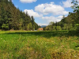 Wolf (Oberwolfach)-2