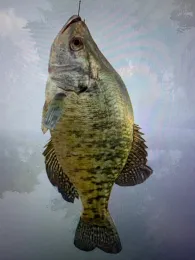 Privatteich bei Oberelfringhausen-1