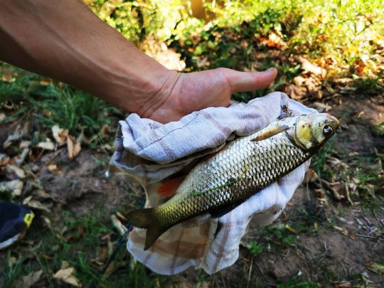 Blies (Neunkirchen)-2