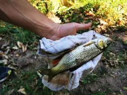 Blies (Neunkirchen)-2