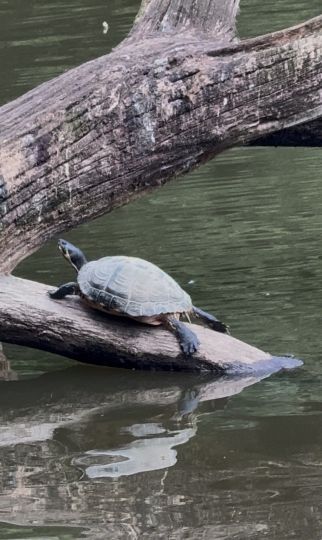 Teichanlage Jöllenbeck-3